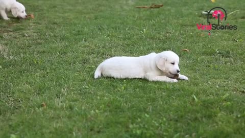 Golden Retriever Gives Birth To Something Unbelievable, Surprises Its Owner