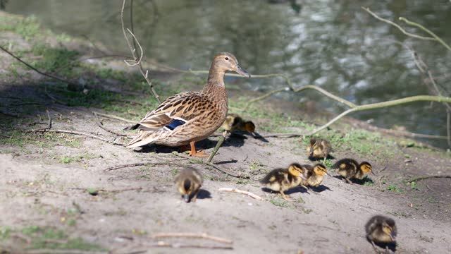 Family duck