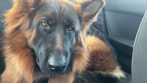 German Shepherd Puppy Fights Sleep on a Car Ride