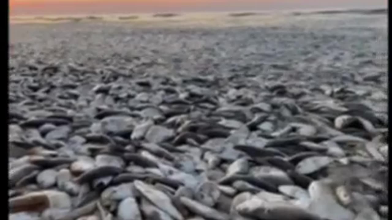 Tens of Thousands of Dead Fish found along Texas Shore