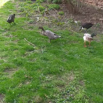 A flock of ducks on a spring walk.