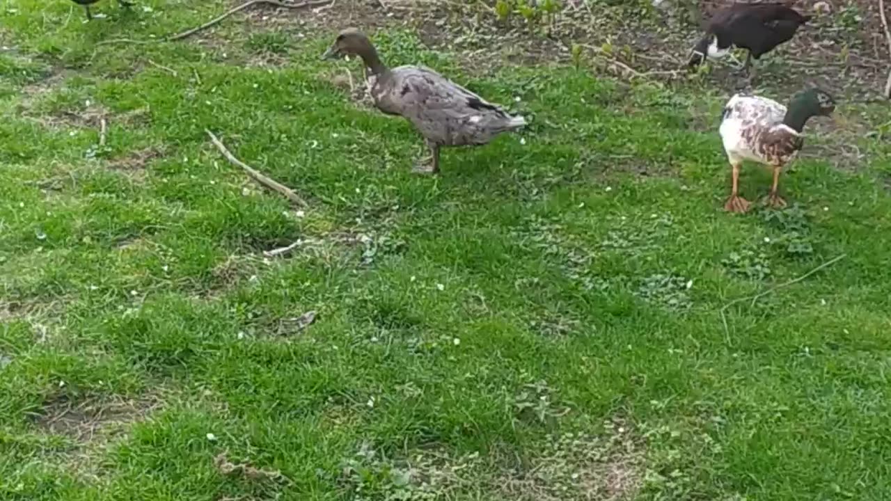 A flock of ducks on a spring walk.