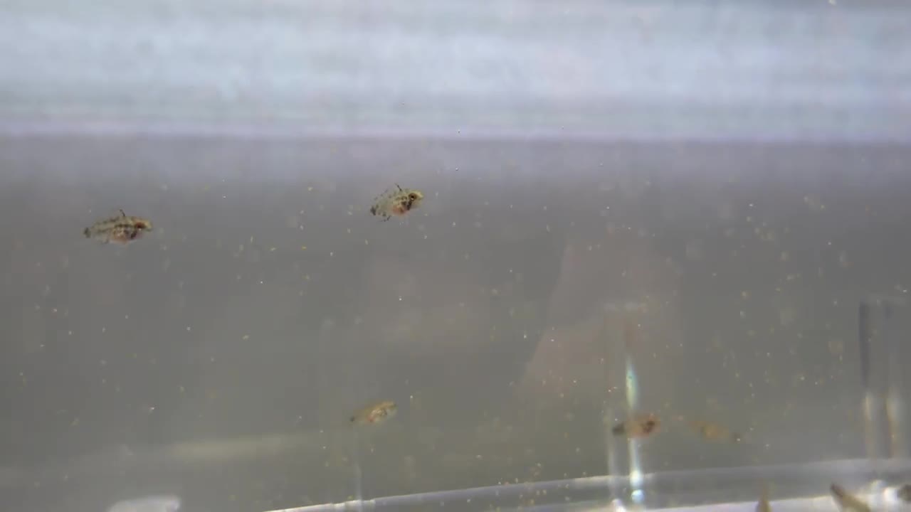 Feeding live brine shrimp to all our fish: The BEST way to feed them