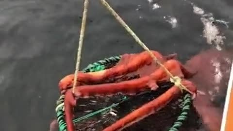 Huge octopus hangs on to fisherman's catch