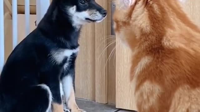 Cathow dare the dog bully me wait for my help on the way