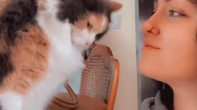 Super affectionate kitten with her owner