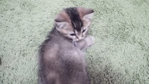 Kitten that had no choice but to play with its owner