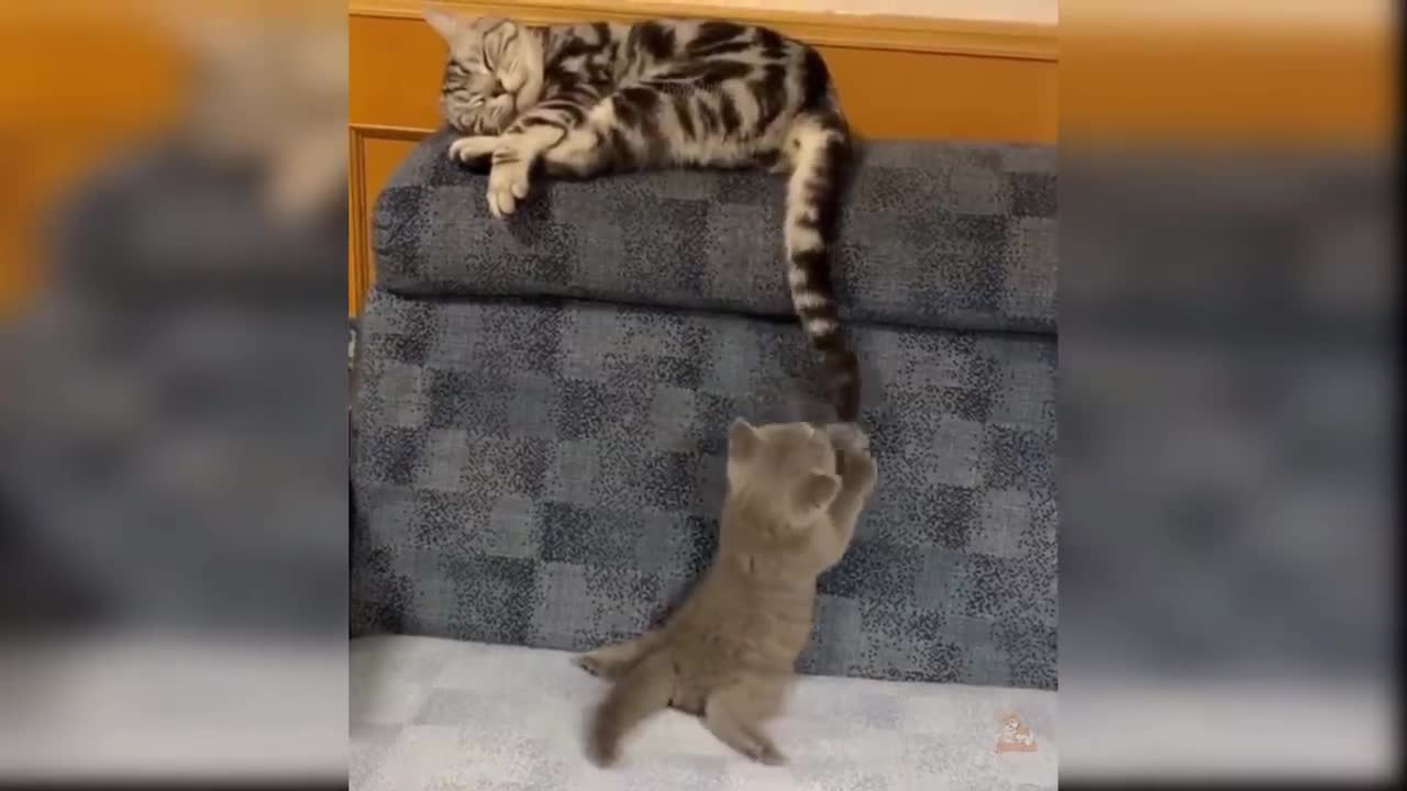 Baby Cats Cute and Funny Cat Videos Compilation #01 | Animals