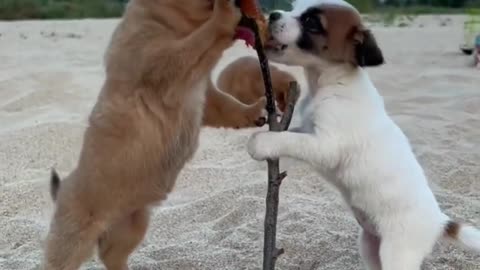 Two puppies ate together and bit their lips