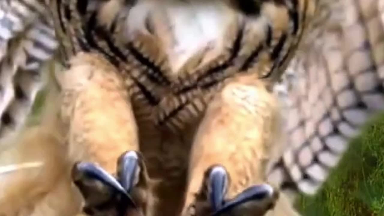 the amazing bird