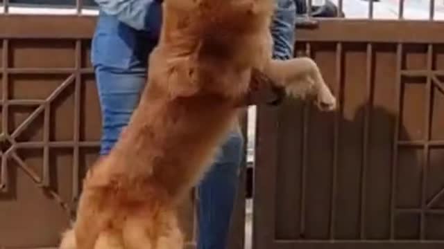 M'sian man warmly welcomed by dogs uponreturn from S'pore