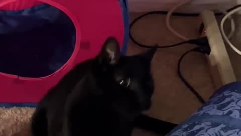 🐾😲 Funny | Accidentally Hypnotizing My Cat! | FunFM