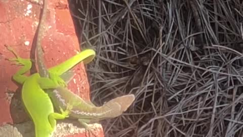 Mating lizards
