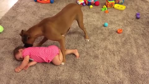 Dogs play from infants like very gentle puppies