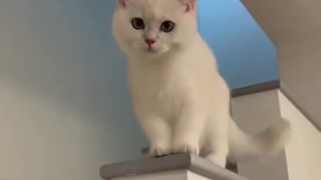 Laughing Cat beautiful love nature