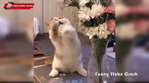 funny cat playing with a flower😂