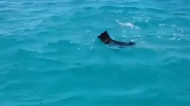 Dolphins and dogs