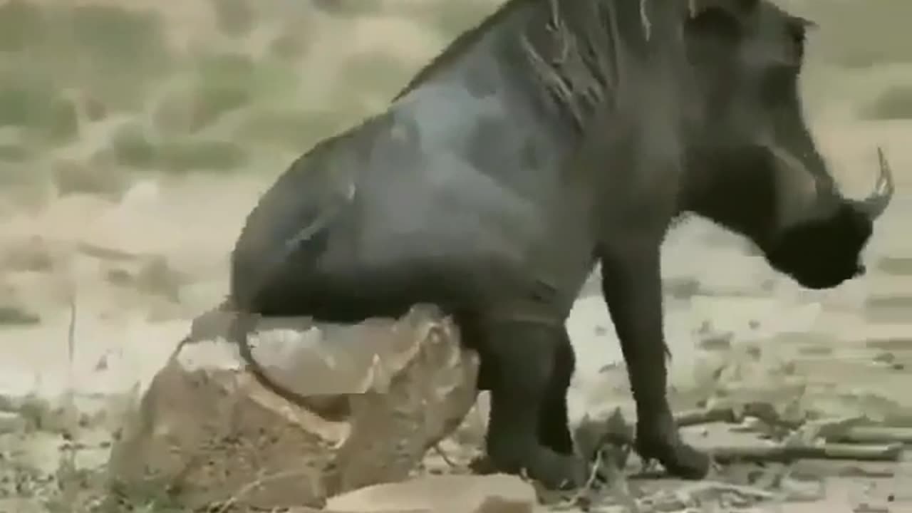 Funny Animal Videos