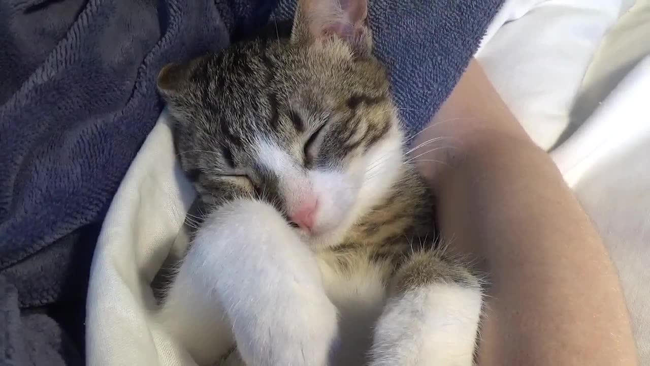 Adorable Little Cat ASMR