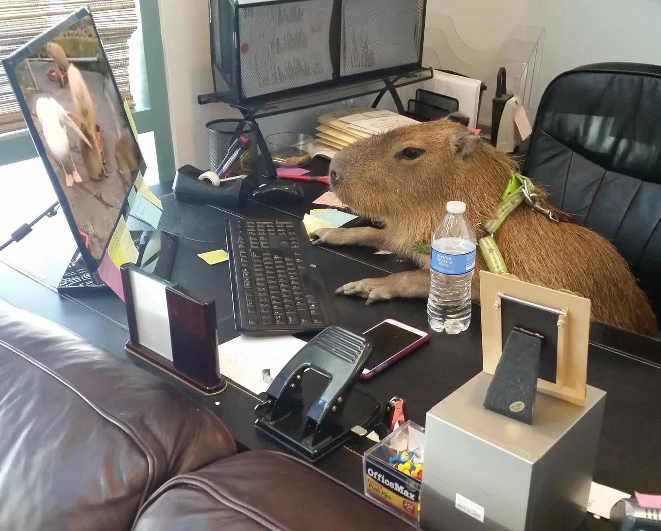 Rat watching with screen