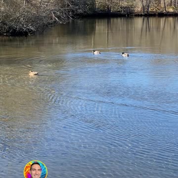 DUCKS SWIMMING IN A POND!