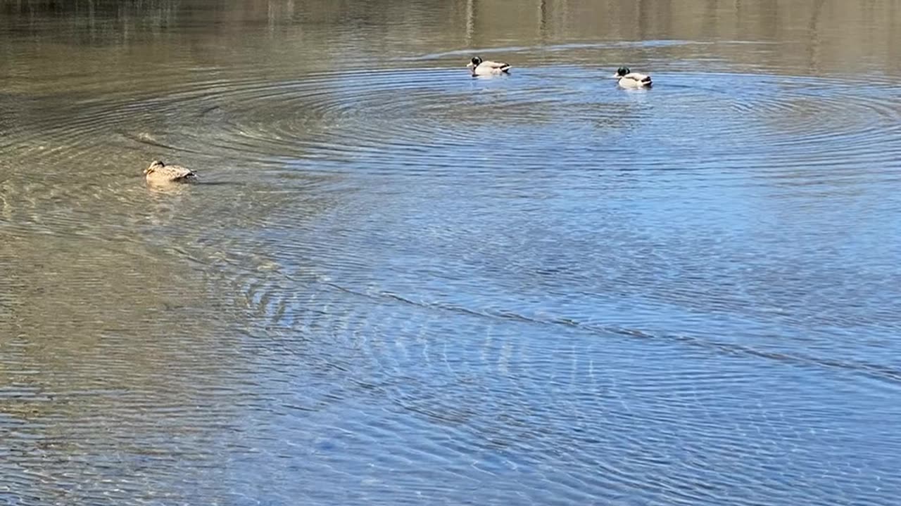 DUCKS SWIMMING IN A POND!