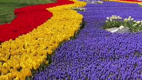🌷 emirgan emirgankorusu