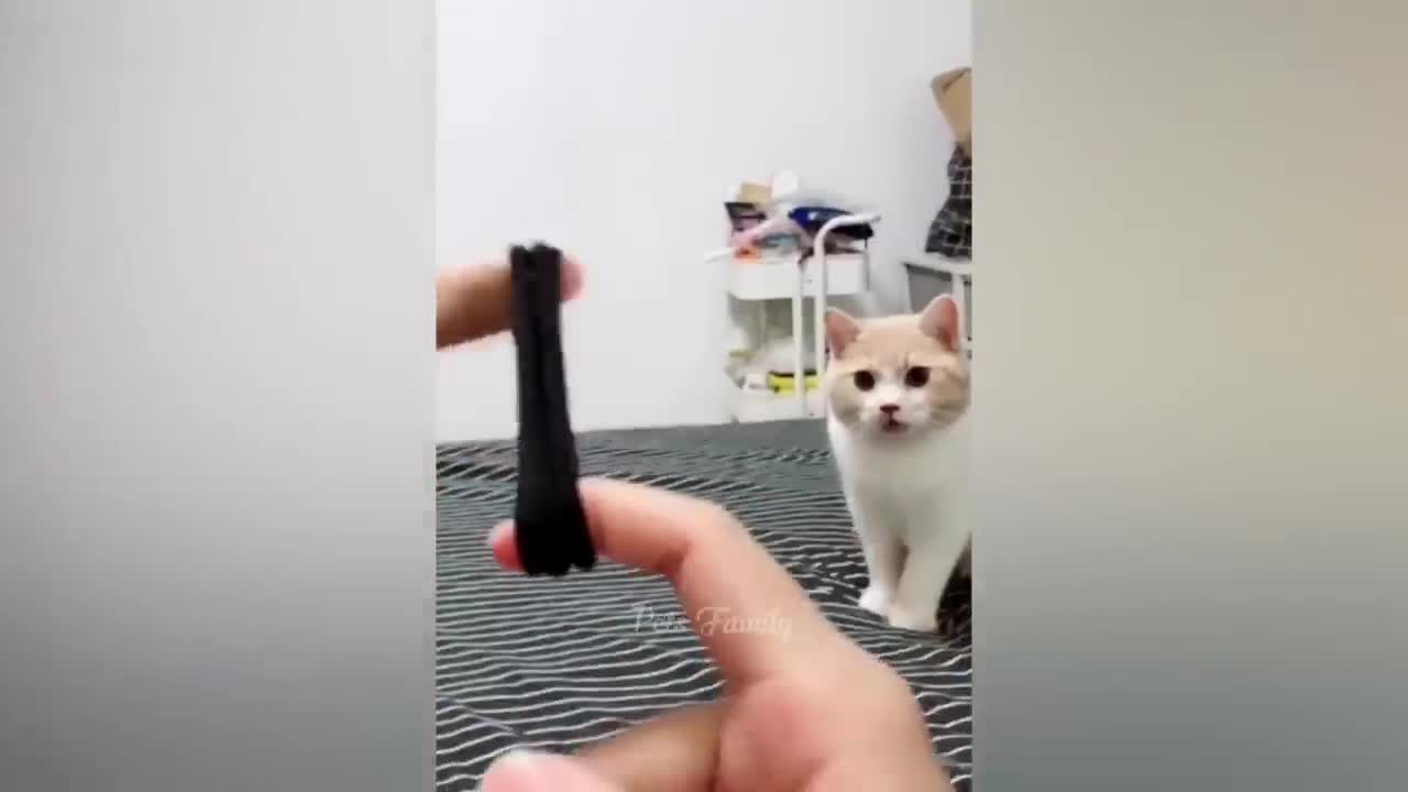 Funniest Animals 2022 π Funniest Cats and Dogs πΊπΆ Part 26 _ Pets Family