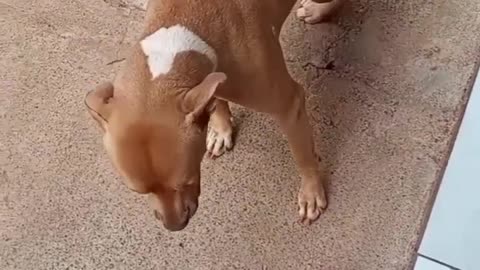 Polite Pup Eats at Tiny Table