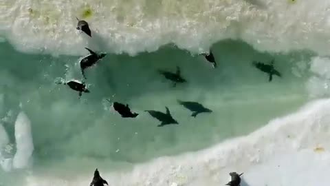 This is a beautiful and charming water-dwelling species