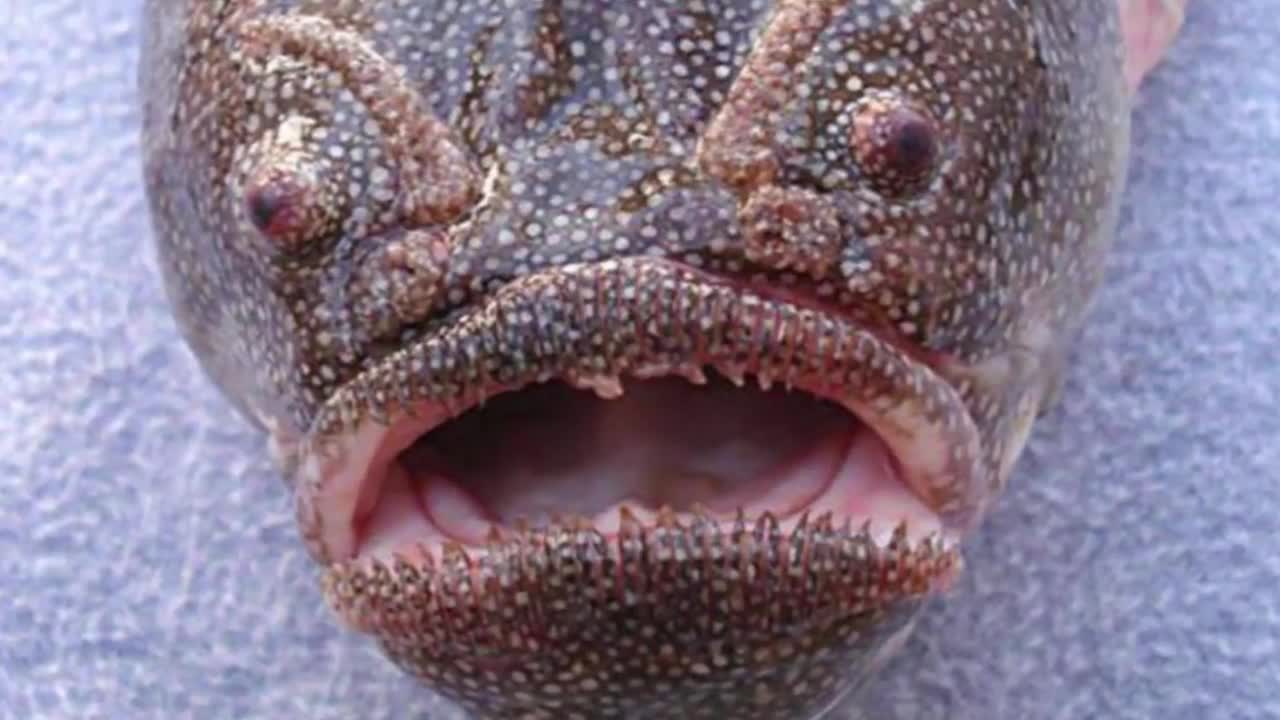 25 Terrifying Sea Creatures