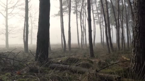 Forest Nature Fog Mist Morning