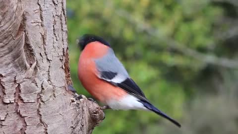 Bull finch male bird nature.