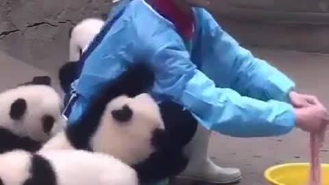 Happy Panda