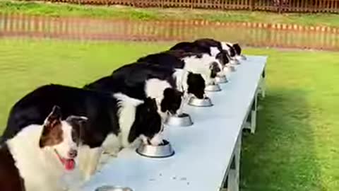 HAPPY DOGS,1 Balloon vs. 10 Dogs
