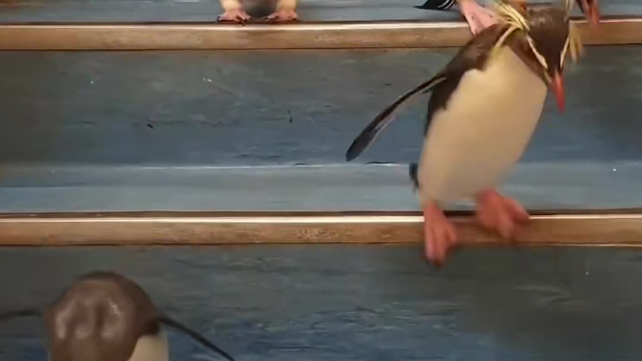 Cute penguin going down from stairs 🥹 #penguins #pets #animals #viral