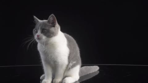 kitten