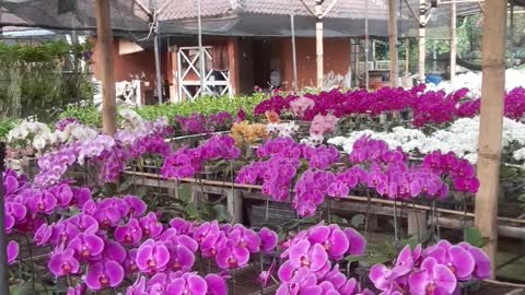 Orchid Garden at east Jakarta-Indonesia