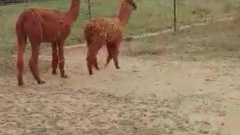 Alpacas on our farm!