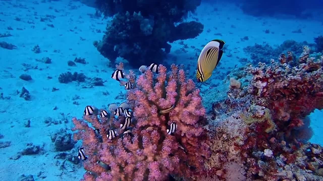 Cute fish foraging on coral reefs