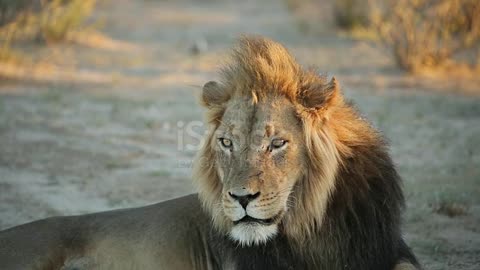 Lion of Africa