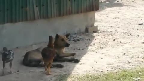 Troll Prank Dog Funny & fake Lion and Fake Tiger Prank To dog & Huge Box Prank to dog