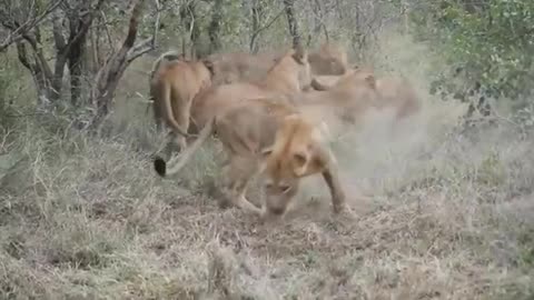 Lion feast