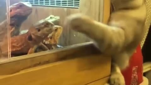 Funny video compilation #017