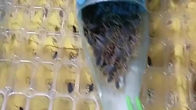 What kind of bug is this