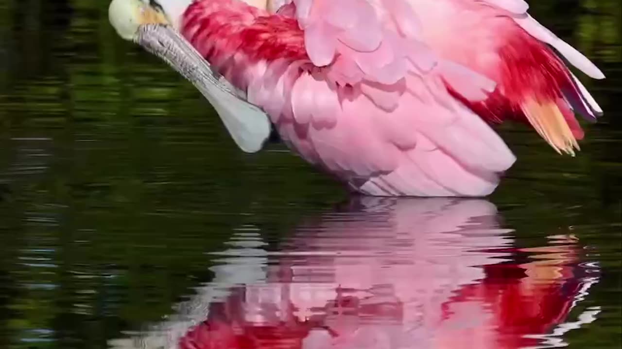 PINK SPOONBILL