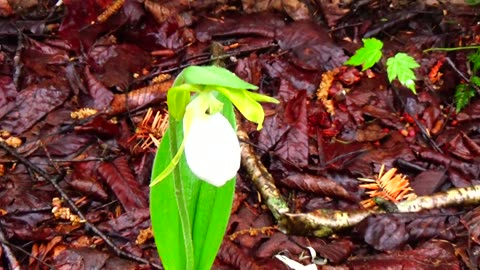 Slipper Orchid