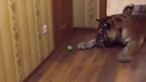 Funny moment tiger play with ball