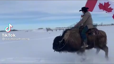 Truckers for Freedom Riding A Buffalo