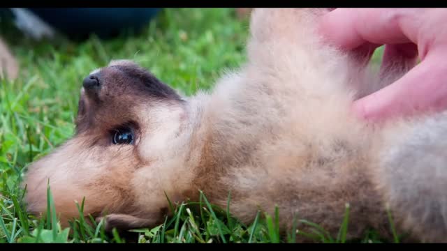 Chow chow puppy belly tickled laying grass